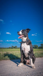Dog sitting on rock against blue sky