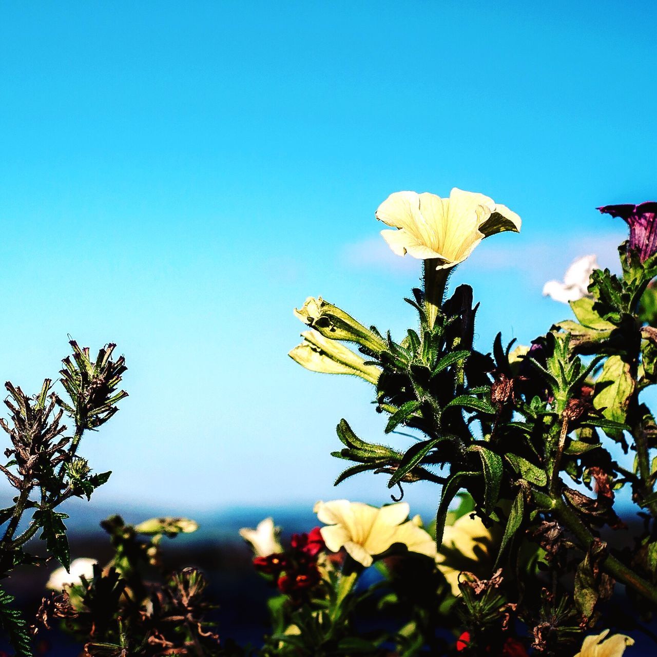 CLOSE-UP OF FLOWERS BLOOMING ON TREE AGAINST CLEAR SKY