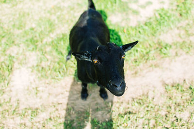 Black horse on field