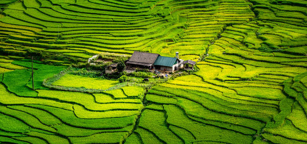 Scenic view of rice paddy