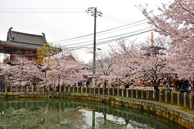 Group of people on cherry blossom by canal