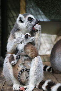 Close-up of leemur