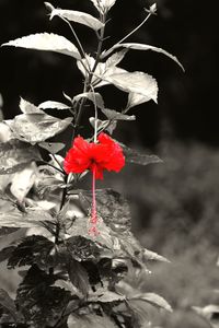 Close-up of red rose