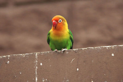 Close-up of parrot perching