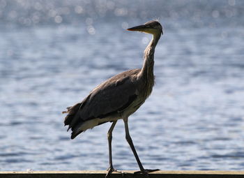 Gray heron standing by lake