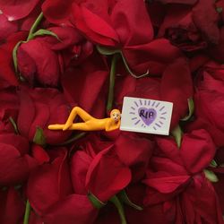 High angle view of flowers