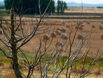 Close-up of dry plant on field