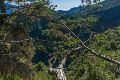 Low angle view of trees in forest