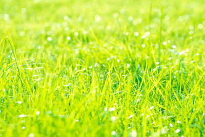 Full frame shot of fresh green grass in field