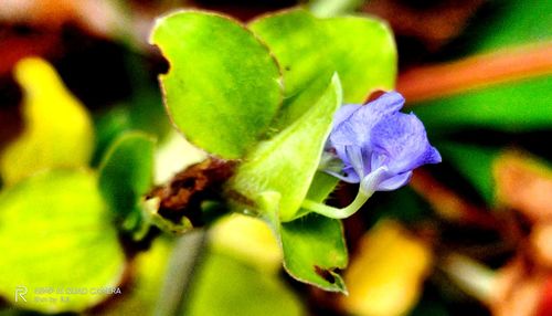 Close-up of purple flowering plant