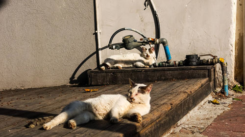 Cat lying on wall