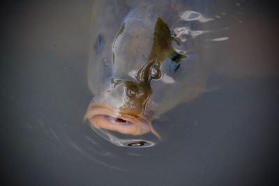 Close-up of a fish in water