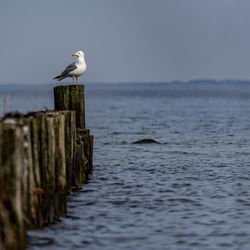 Seagull perching on wooden post by sea against sky