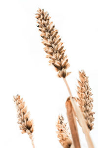 Close-up of stalks against white background