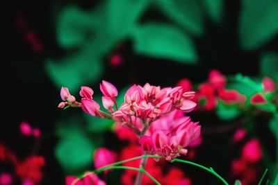 Close-up of pink flowering plant