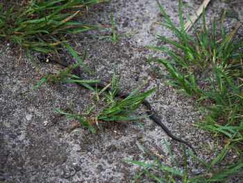 High angle view of insect on field