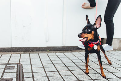 Doberman pinscher standing on footpath against wall