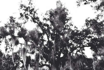 Low angle view of trees against sky