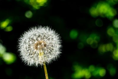 Close-up of dandelion against blurred background