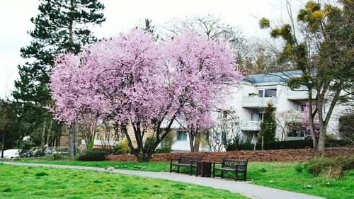 Pink flowers in park