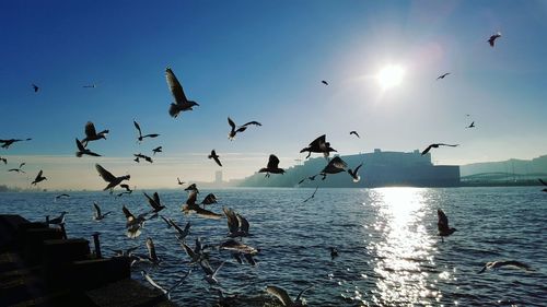 Birds flying over sea against sky