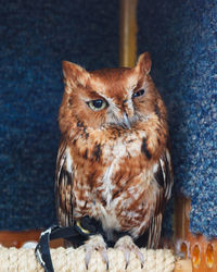 Close-up of eastern screech owl perching on rope