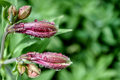 Close-up of wet pink flower