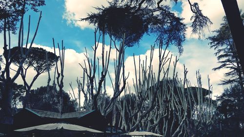 Low angle view of palm trees against sky