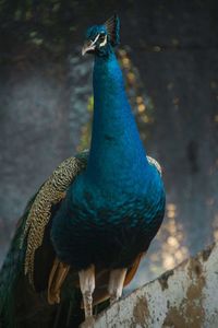 High angle view of peacock