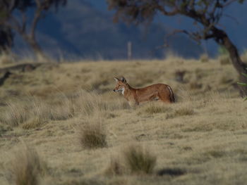 Closeup portrait of wild and endangered ethiopian wolf canis simensis semien mountains, ethiopia.