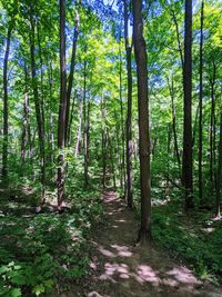 Trees growing in forest