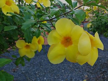 Close-up of yellow flowers blooming outdoors