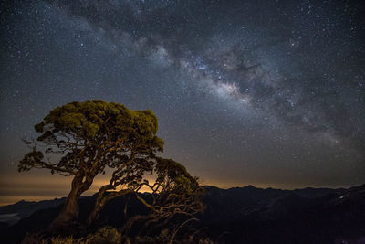 Scenic view of tree against sky at night