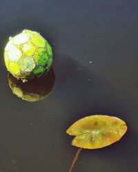 High angle view of leaf floating on water