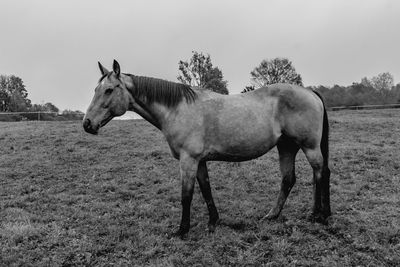 Horse standing in ranch