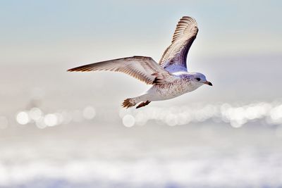 Seagull flying over sea against sky