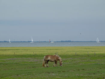 Beach and horses on juist