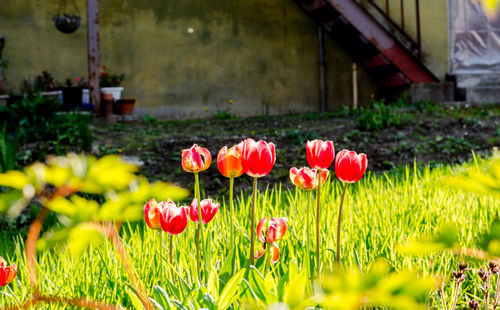 Close-up of red tulip flowers on field