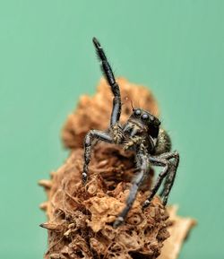 Close-up of spider
