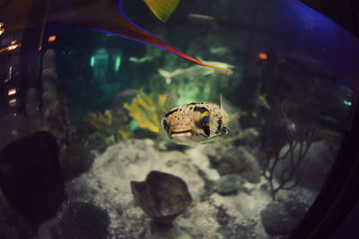 View of fish swimming in sea