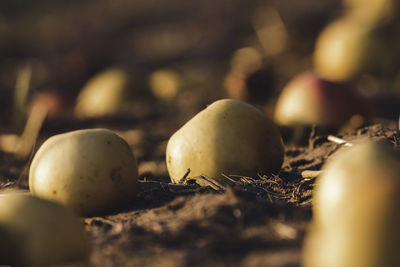 Close-up of apples on field