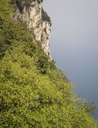 Scenic view of tree by cliff against sky