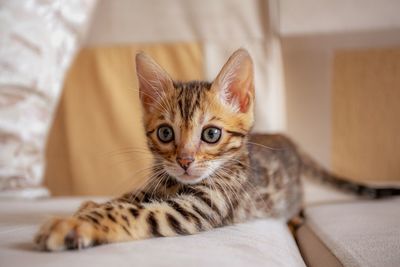 Portrait of kitten relaxing on bed