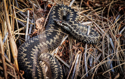 Close-up of snake