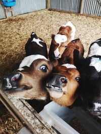 High angle view of cow in shed