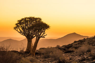 Silhouette tree on landscape against sky during sunset