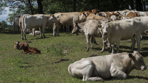 Cows in the field