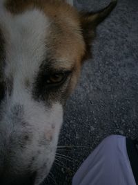 Close-up portrait of dog