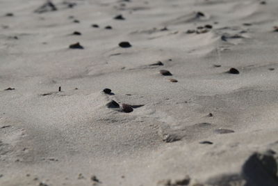 High angle view of footprints on sand at beach
