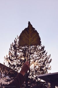 Close-up of hand against sky